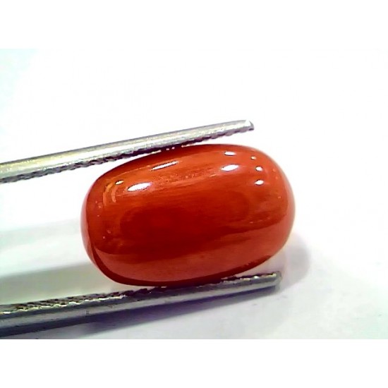 Red coral 6 hot sale ratti price